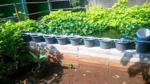 Budidaya Ikan Gurame Di Kolam Terpal Youtube
