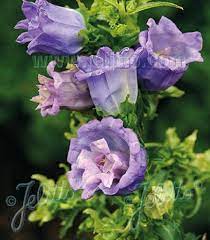 Double Canterbury Bells Seeds Pink Double Campanula Medium Flore Plena Perennial Perennials Campanula Flowers