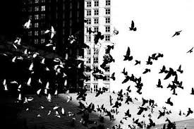 Black And White Crowd Photography Contrast Contrast Photography Black And White Birds Black And White