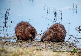 Check spelling or type a new query. How To Get Rid Of Muskrats In A Lake The Guide Ways