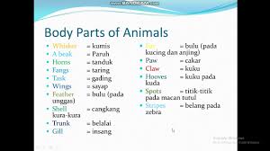 Di jenjang ini, kamu akan mulai mempelajari berbagai expression untuk berinteraksi dengan lebih luas. Kelas 7 Bahasa Inggris Bab 8 Describing Animal Part 1 Youtube