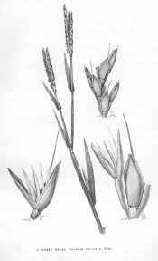 Image result for Ischaemum afrum