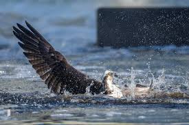Ospreys of New Jersey