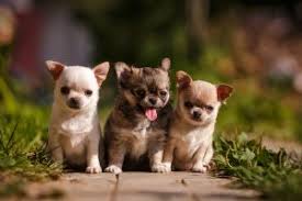 Watch chihuahua puppies who are not eating properly for signs of hypoglycemia. How To Care For Your Chihuahua Puppies Furry Babies