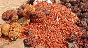 Image result for Encephalartos lebomboensis