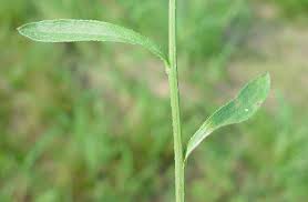 Image result for Erigeron steudelii