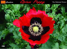 Flower Macedonia Macedonia Flowers Republic Of Macedonia