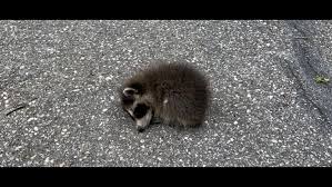 Then you can spread them out and move them around to a different spot every night. Baby Raccoon Rescued After Facebook Post Wthr Com
