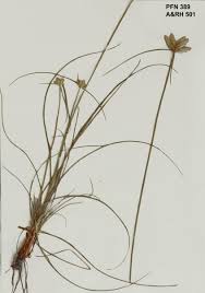 Image result for Cyperus margaritaceus