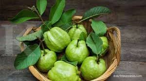 Jual jambu daun merah dengan harga rp35.000 dari toko online grosir bibit tanaman, kota batu. 5 Manfaat Daun Jambu Biji Sebagai Obat Herbal