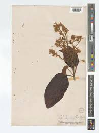 Image result for Carpodiptera africana