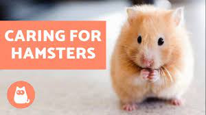 How To Look After A Hamster 🐹 Basic Care Needs - Youtube