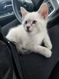 There are over 460 pet friendly cities to visit in michigan, one. Katt Katt Ragdoll Kittens For Sale In Michigan