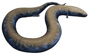 Image result for Dinebra caudata