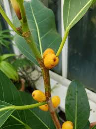 Image result for Ficus muelleriana