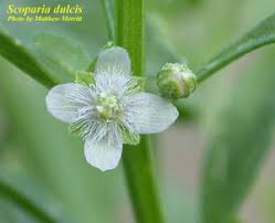 Image result for Scoparia dulcis