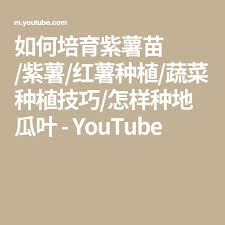 如何培育紫薯苗 紫薯 红薯种植 蔬菜种植技巧 怎样种地瓜叶 youtube in 2021 youtube