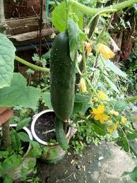 Image result for Cucumis sativus