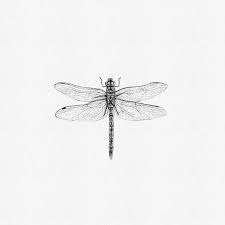 Golden Ringed Dragonfly Bronlibel Small Dragonfly Tattoo Dragonfly Tattoo Design Dragonfly Tattoo