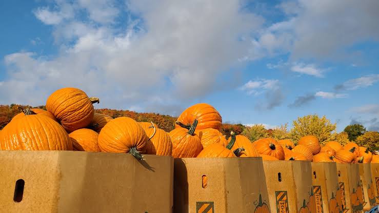 Free pumpkin patch at Springridge Farm in Milton