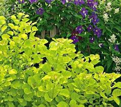 Cotinus Coggygria Golden Spirit White Flower Farm Quick Facts Common Name Smoke Tree Or Smokebush Hardiness Zone White Flower Farm Smoke Tree Smoke Bush