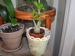At least as they are presently configured and handled. Rapporter Une Plante Comme Souvenir De Vacances D Un Pays Etranger