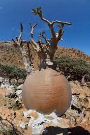 Trekking In Homhil Socotra Among Huge Adenium Obesum Cucumber Trees And Frankincense Trees Weird Trees Unique Trees Socotra