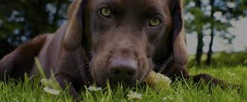 In addition to mandatory veterinary knowledge and training, our team is selected for kindness, compassion. Veterinary Ophthalmology Services Animal Eye Care Clinics
