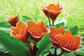 Image result for Scadoxus pole-evansii