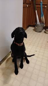 Animal Aid of Southwestern Michigan