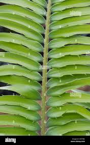 Image result for Cyathula natalensis