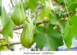 Image result for Sechium