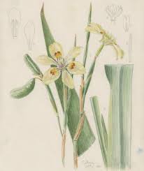 Image result for Dietes flavida