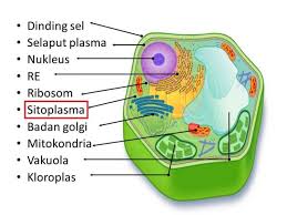 Maybe you would like to learn more about one of these? Struktur Sel Tumbuhan Beserta Fungsi Dan Gambarnya Lengkap Balubu