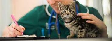 Seizures are one of the most frequently seen neurological problems in cats. Cat Epilepsy What Causes Seizures In Cats My Family Vets
