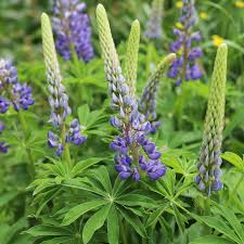 Image result for Lupinus mexicanus