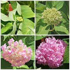 The Stages Of The Hydrangeas Hydrangea Bloom Stage