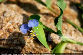 Image result for Commelina congesta