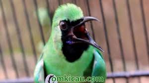 Sekitar satu jam sebelum sesi cucak hijau, tiketnya tinggal lima lembar saja. Cara Merawat Burung Cucak Ijo Agar Cepat Gacor Om Kicau