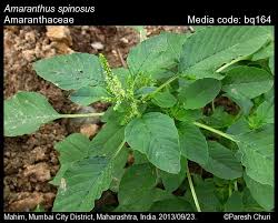 Image result for Amaranthus spinosus