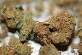 Image result for Cannabaceae