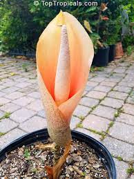 Pin On Elephant Ears