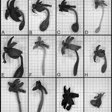 Image result for Kyllinga robinsoniana