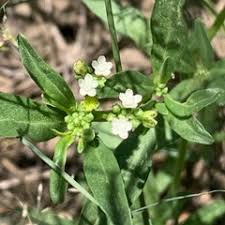 Image result for Gisekia