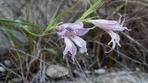 Image result for Gladiolus magnificus