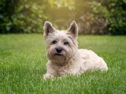 Image result for cairn teriér