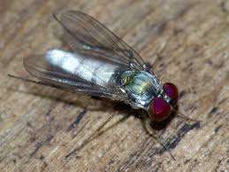 Image result for Dolichos junodii