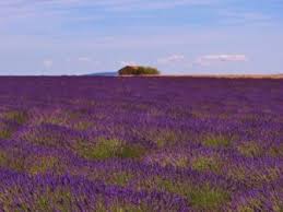 Pflanzzeit, aussaat, pflanzanleitung, stecklinge, pflege und kaufen wer lavendel richtig pflanzen will, braucht dazu den geeigneten standort und den richtigen boden. Lavendel Pflanzen Ratgeber Wachstum Anlegen Saen Ernten