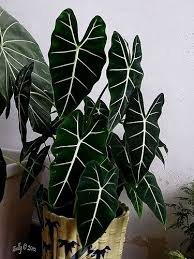 Alocasia Frydek Plants Pretty Plants Green Plants
