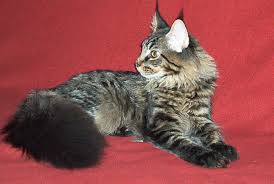 They will offer you hours of enjoyment with their antics but can at times be intrusive. Maine Coon Cats Health Problems Owners Must Know About Pethelpful By Fellow Animal Lovers And Experts
